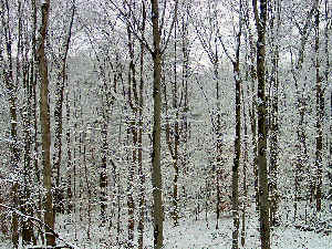 From_back_porch_side.JPG (57991 bytes)