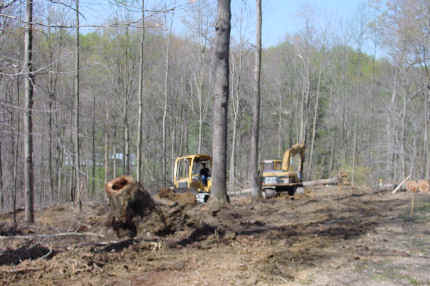 Trees removed from house site.JPG (45862 bytes)